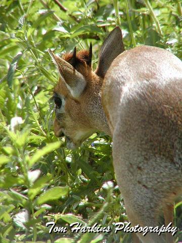 Having a quick snack.jpg